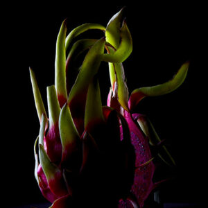 Pitahaya© par Laurent Rodriguez
