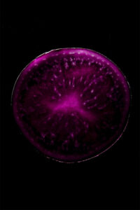 Vitelotte© par Laurent Rodriguez