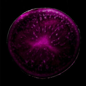 Vitelotte© par Laurent Rodriguez
