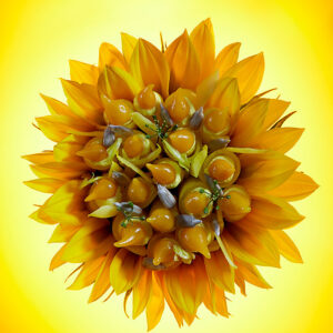 jaune-soleil©LaurentRodriguez